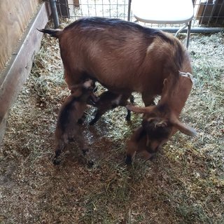 Mimzy and her goat kids.