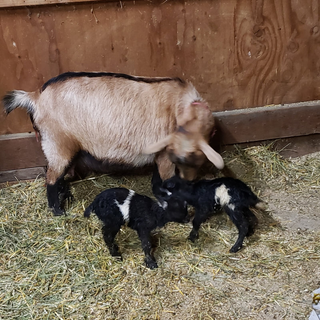 Rose and her two goat kids.